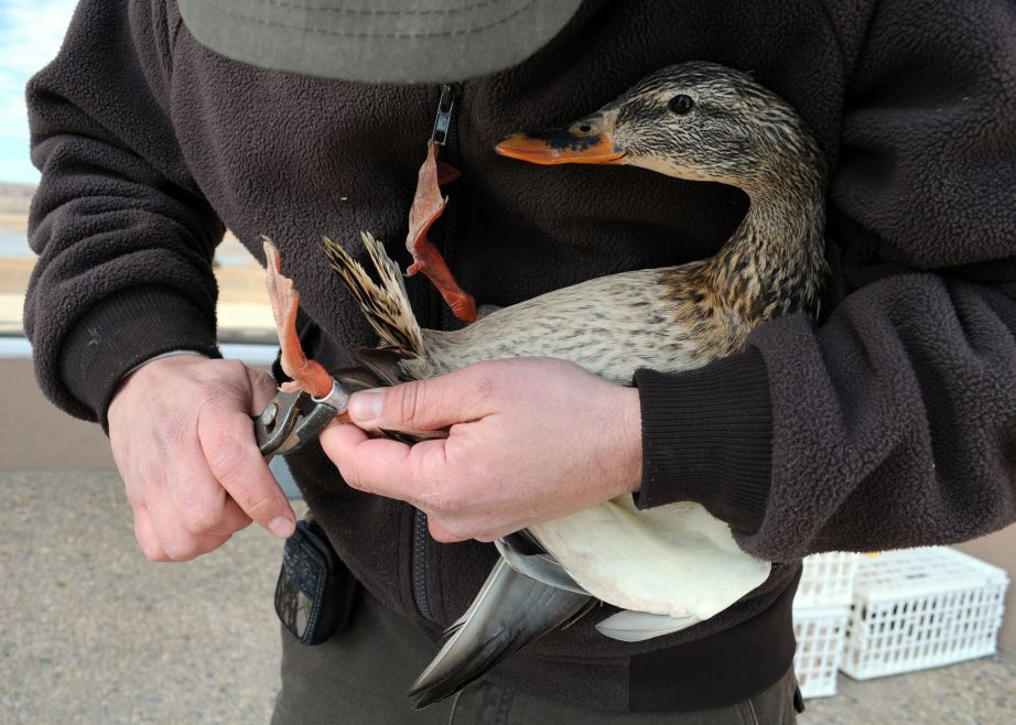 Duck banded by U.S. Fish & Wildlife Service personnel