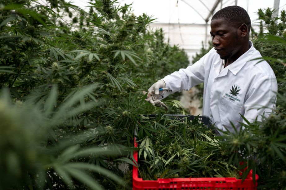 A worker picks Cannabis inside a greenhouse on Nov. 10, in Kasese, Uganda.